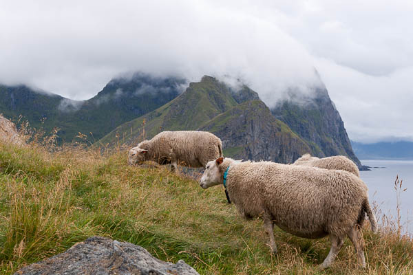 Schafe, Lofoten