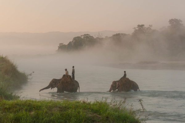 Chitwan Nationalpark, Morgen, Elefant