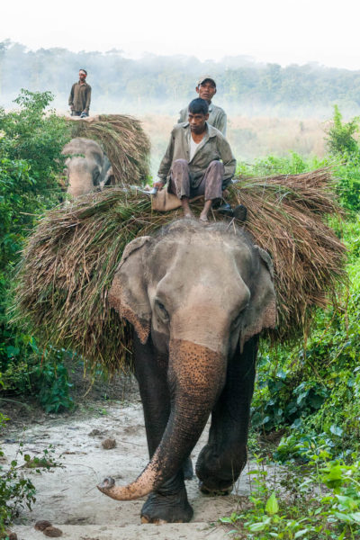 Chitwan Nationalpark, Elefant