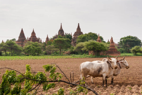 Bagan, Tempel, Myanmar, Kühe