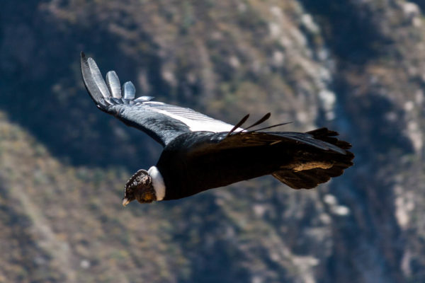 Condor, Peru