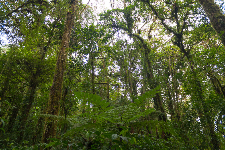 Im Nebelwald von Monteverde