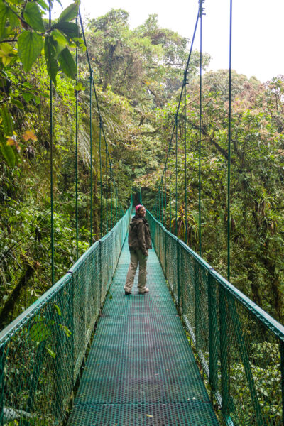 Eine grüne Brücke führt durch den Dschungel