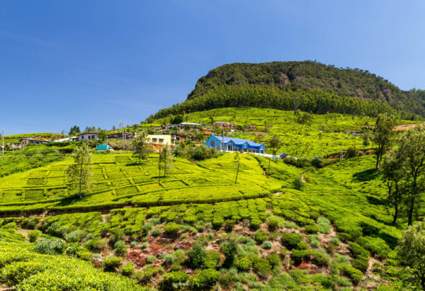 Hügel, Teeplantage, Nuwara Eliya, Sri Lanka