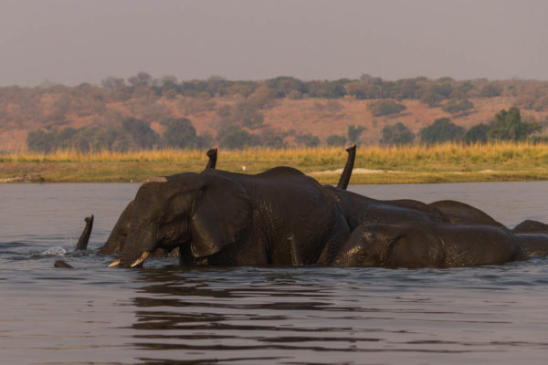 Elefanten, Botswana