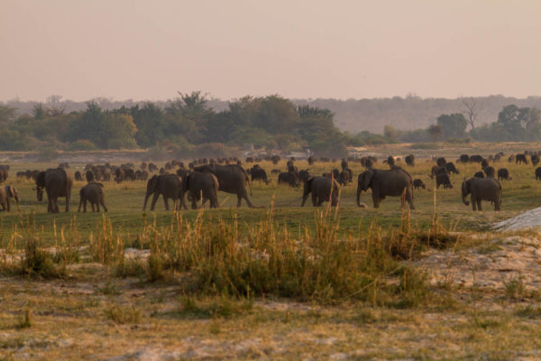 Elefanten, Büffel, Botswana