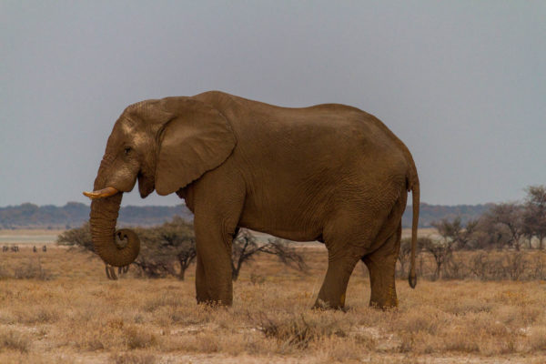 Elefant, Etosha