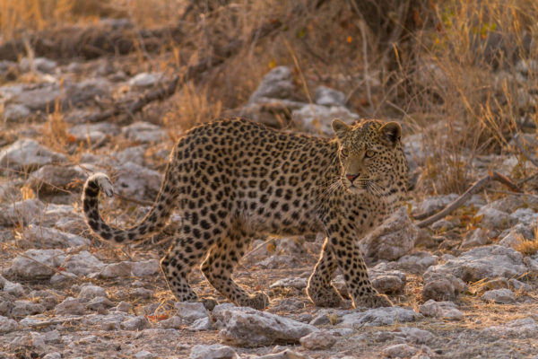 Leopard, Etosha