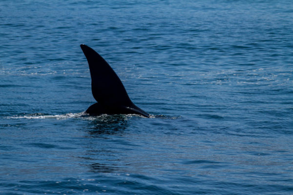 Wale, Hermanus, Südafrika