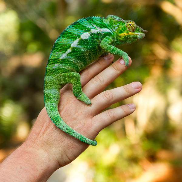 Madagaskar, Gecko