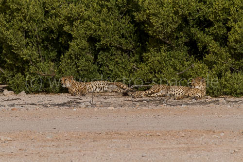 Geparden auf Sir Bani Yas