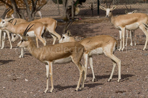 Gazellen auf Sir Bani Yas