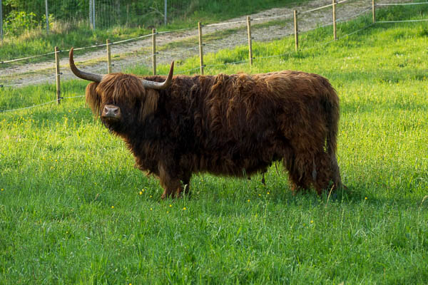 Highland Cattle in Untereggersdorf