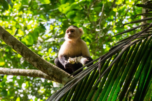 Affe, Cahuita Nationalpark, Costa Rica