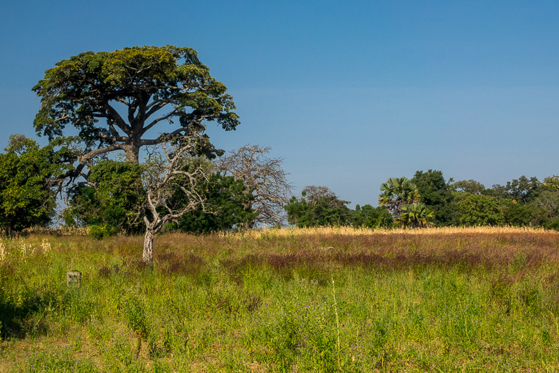 Ein großer Baum in einem Feld in Afrika