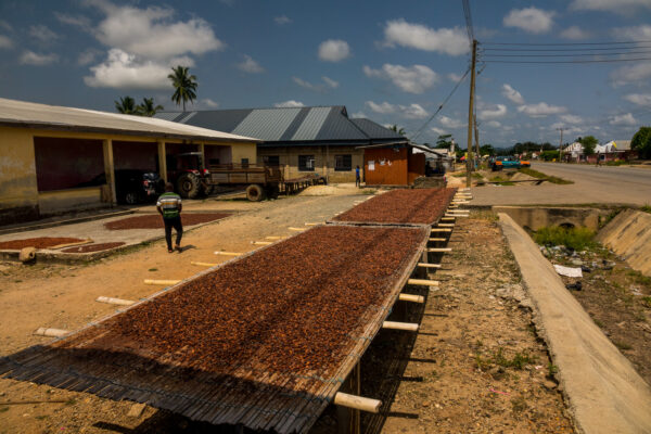 Kakao trocknet in der Sonne in Ghana