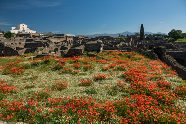 Mohnblumen zwischen den Ruinen von Pompeji