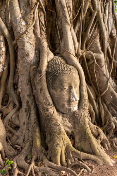 Kopf einer Buddha-Statue die von Wurzeln umwachsen ist