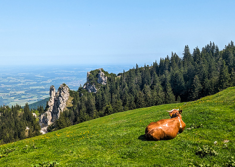 Blick auf eine Alm am Chiemsee mit Kuh im Vordergrund