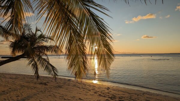 Sonnenuntergang am Strand durch ein Palmenblatt