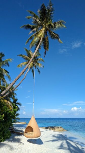 Strandkorb der an einer Palme hängt
