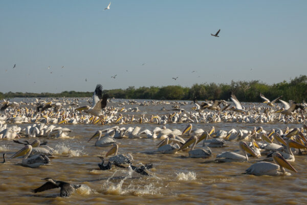 Hunderte Pelikane im Djoudj-Nationalpark