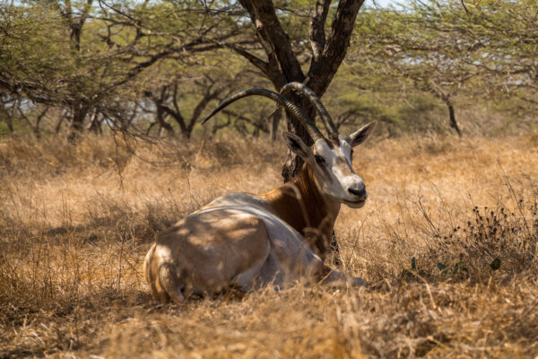 eine Säbelantilope ruht sich im Schatten aus