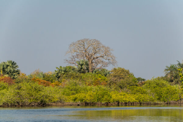 ein Baobab ragt aus dem Grün von Palmen und Mangroven