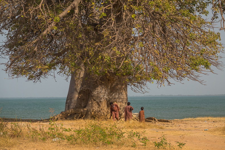 Kinder unter einem Baobab