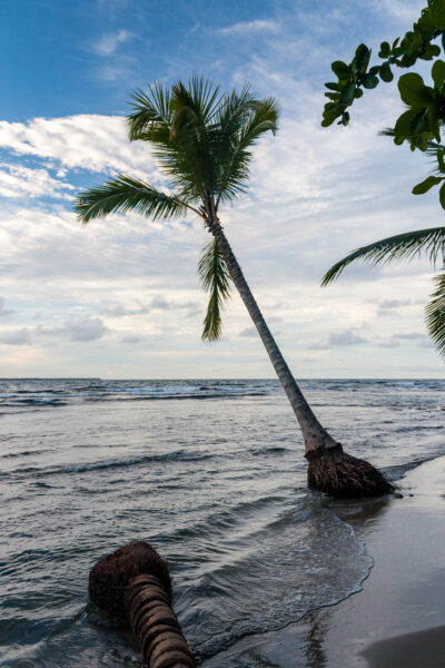 Palme steht im Wasser