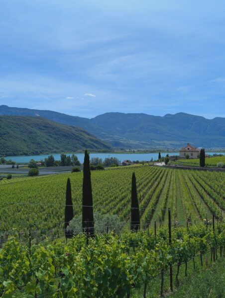 Weinreben am Kalterer See