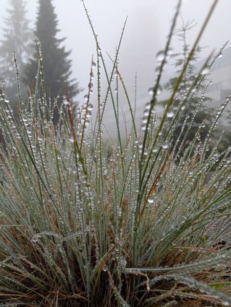 Regentropfen hängen an Grashalmen, im Hintergrund erkennt man Tannen im Nebel