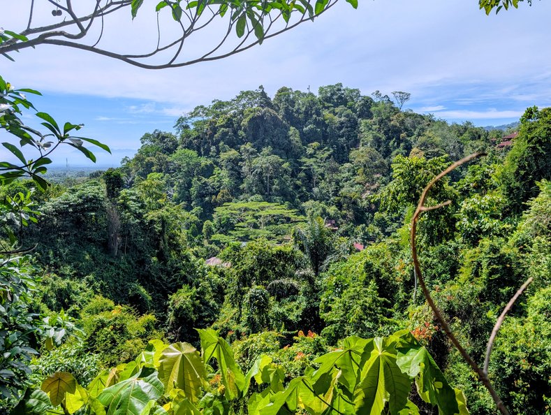 Ein grüner Hügel im Dschungel von Bukit Lawang