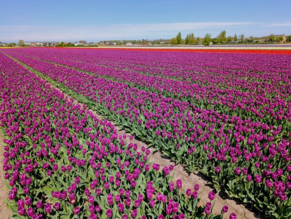Ein riesiges Feld voller lila Tulpen