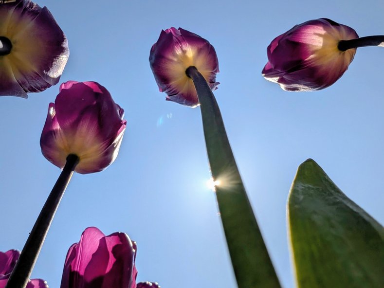 Lila Tulpen von unten gegen das Sonnenlicht betrachtet